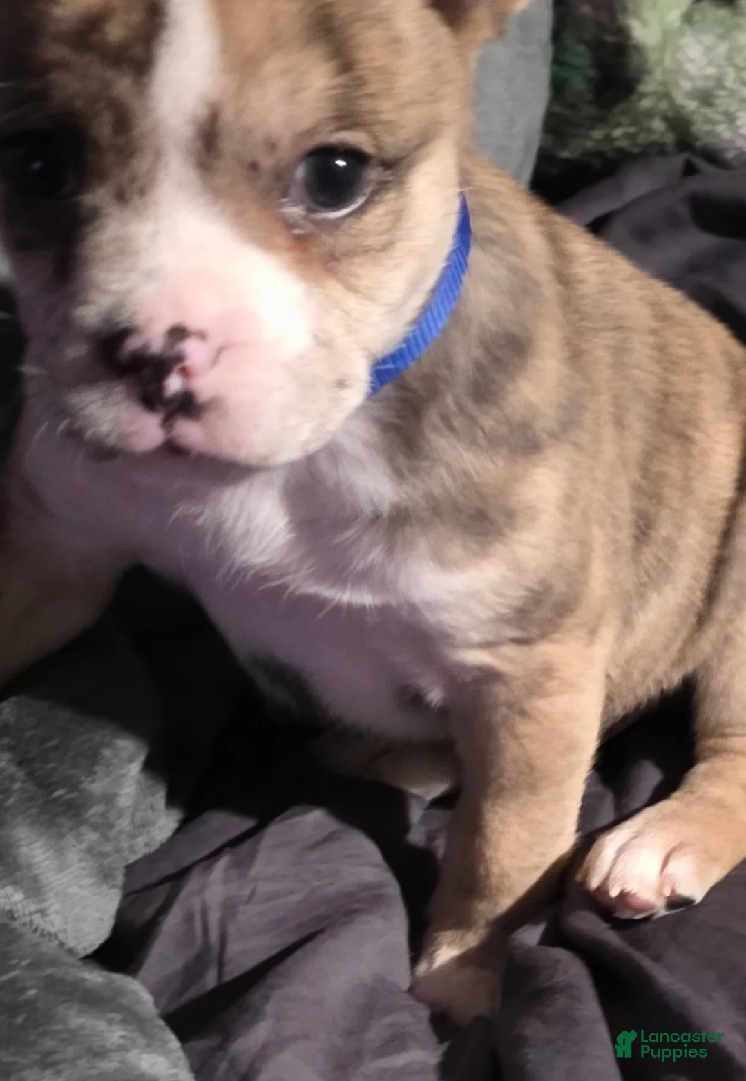 Frenchton dogs for sale: Frenchton Puppy 4 - Ad 1