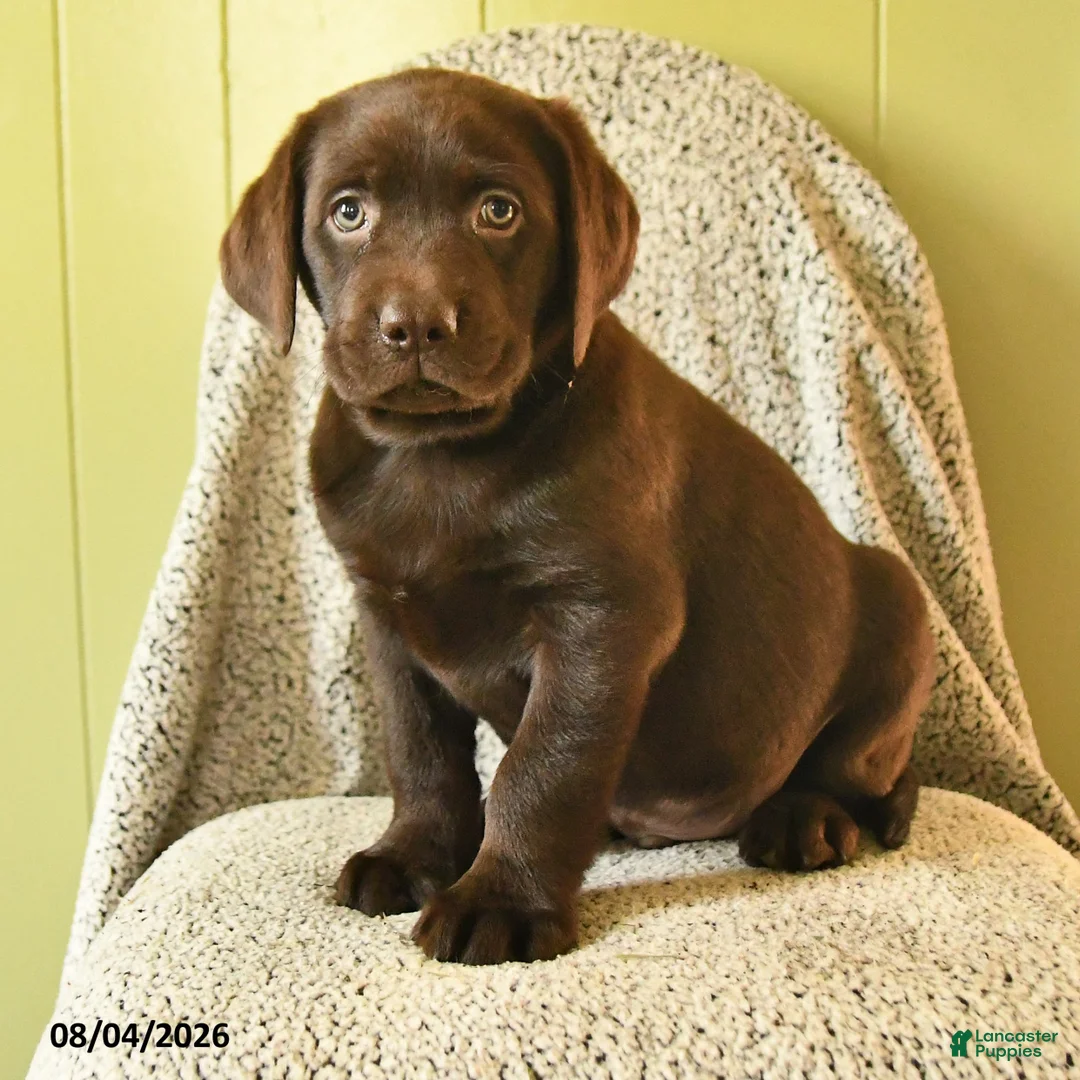Labrador Retriever dogs for sale: Mozart - Ad 2