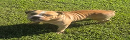 Olde English Bulldogge dogs for sale: Quinnlan - Ad 4