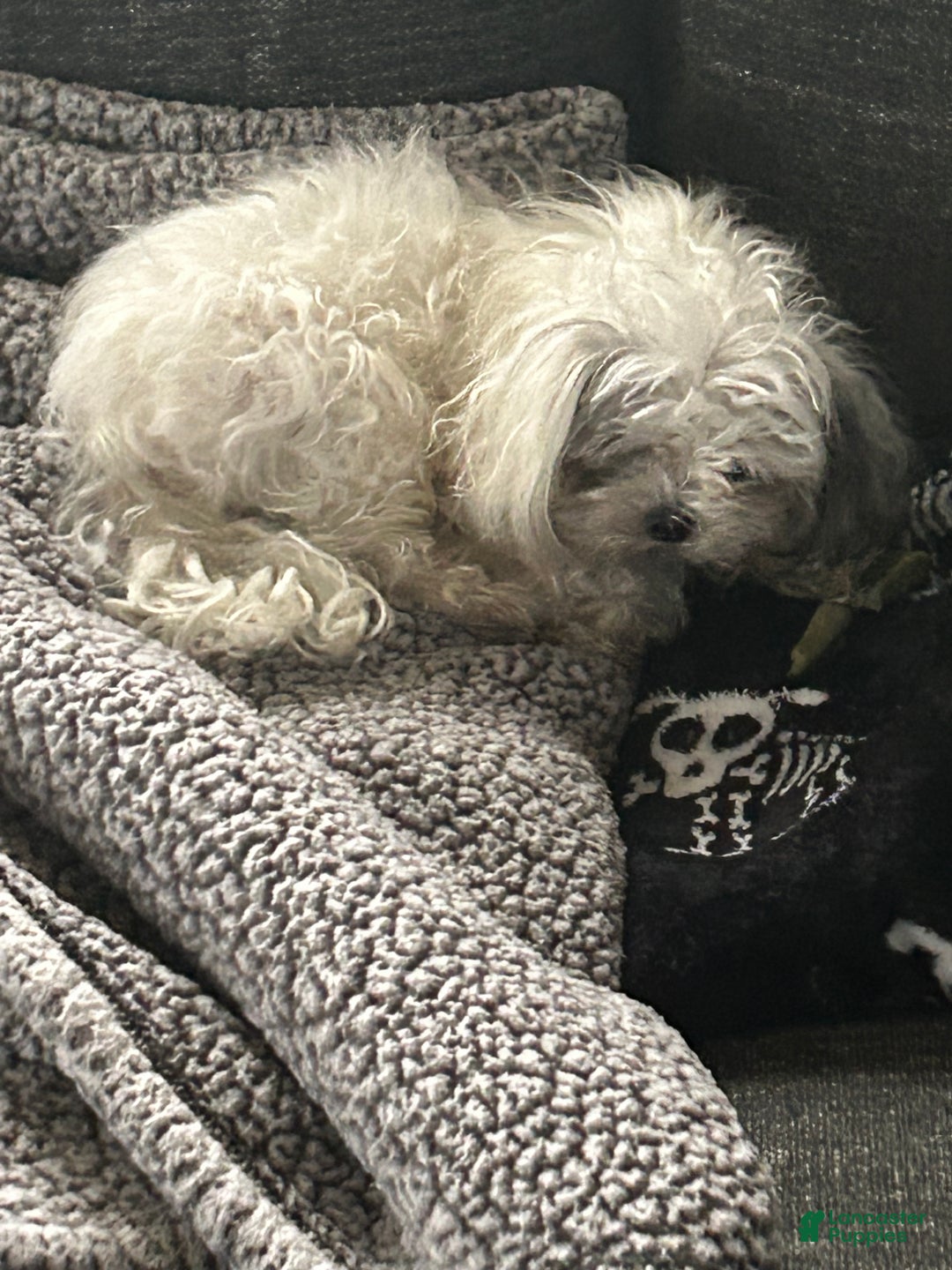 Pekapoo dogs for stud: Buttons - Ad 2