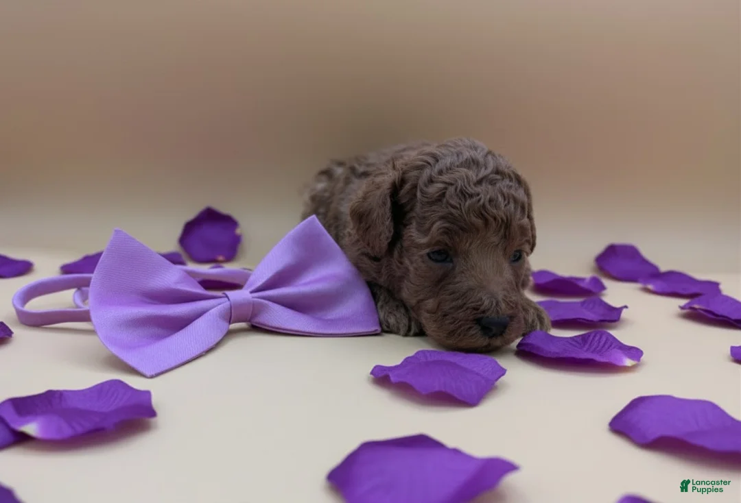 Toy Poodle dogs for sale: Cinnamon 💜 - Ad 15