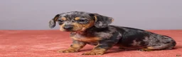 Miniature Dachshund dogs for sale: Ryan - Ad 3