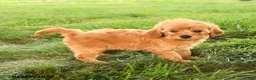 Mini Goldendoodle dogs for sale: Florinda - Ad 5