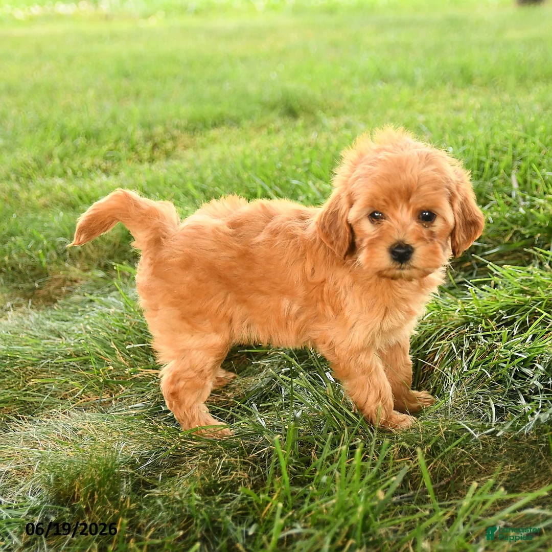 Mini Goldendoodle dogs for sale: Florinda - Ad 5