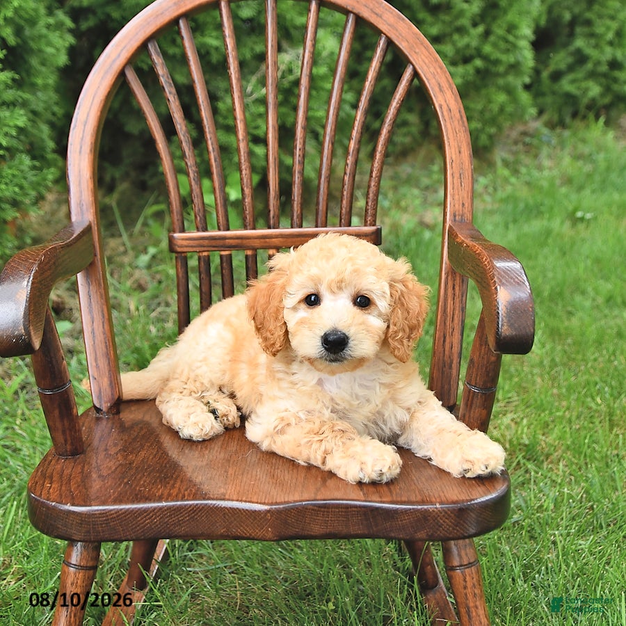 Mini Goldendoodle dogs Kaci - Ad 1