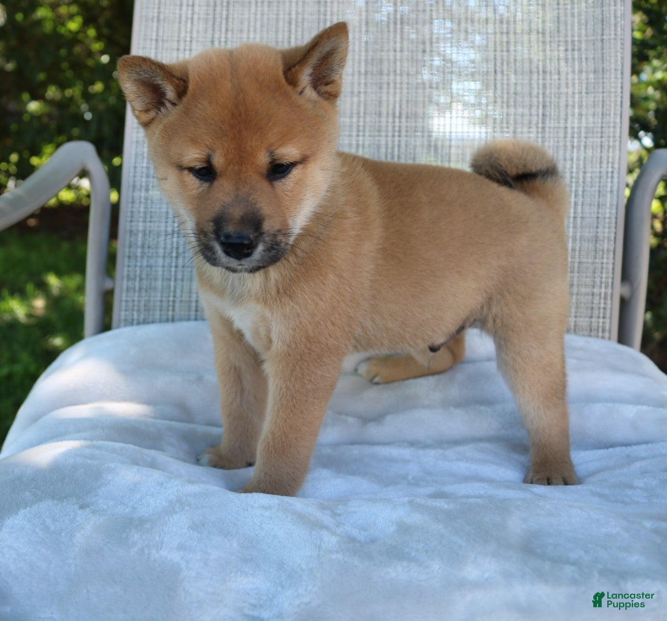 Shiba Inu dogs Lucky - Ad 1