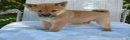 Shiba Inu dogs for sale: Lucky - Ad 1