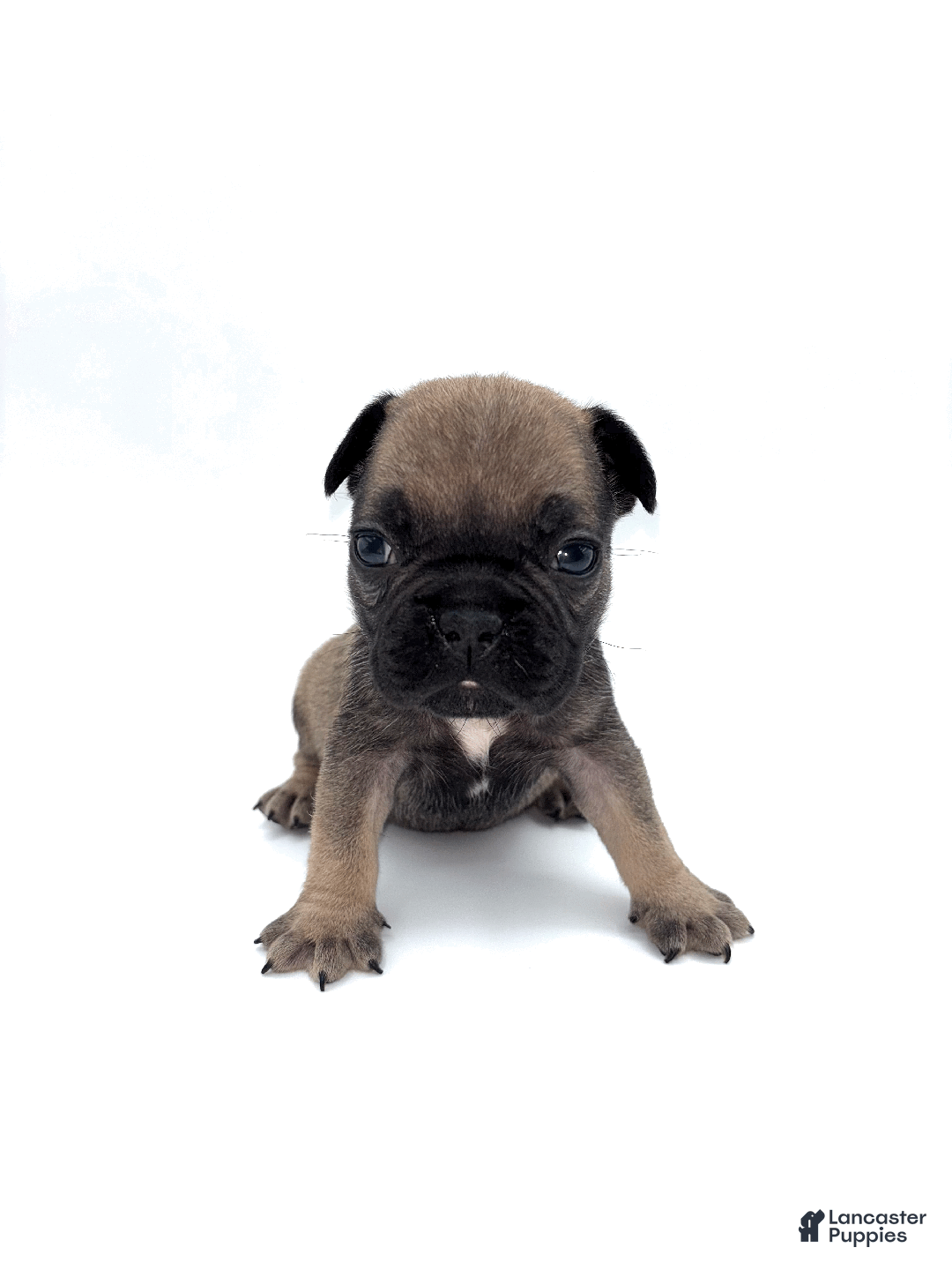 French Bulldog dogs for sale: French Bulldog Puppy 1 - Ad 2