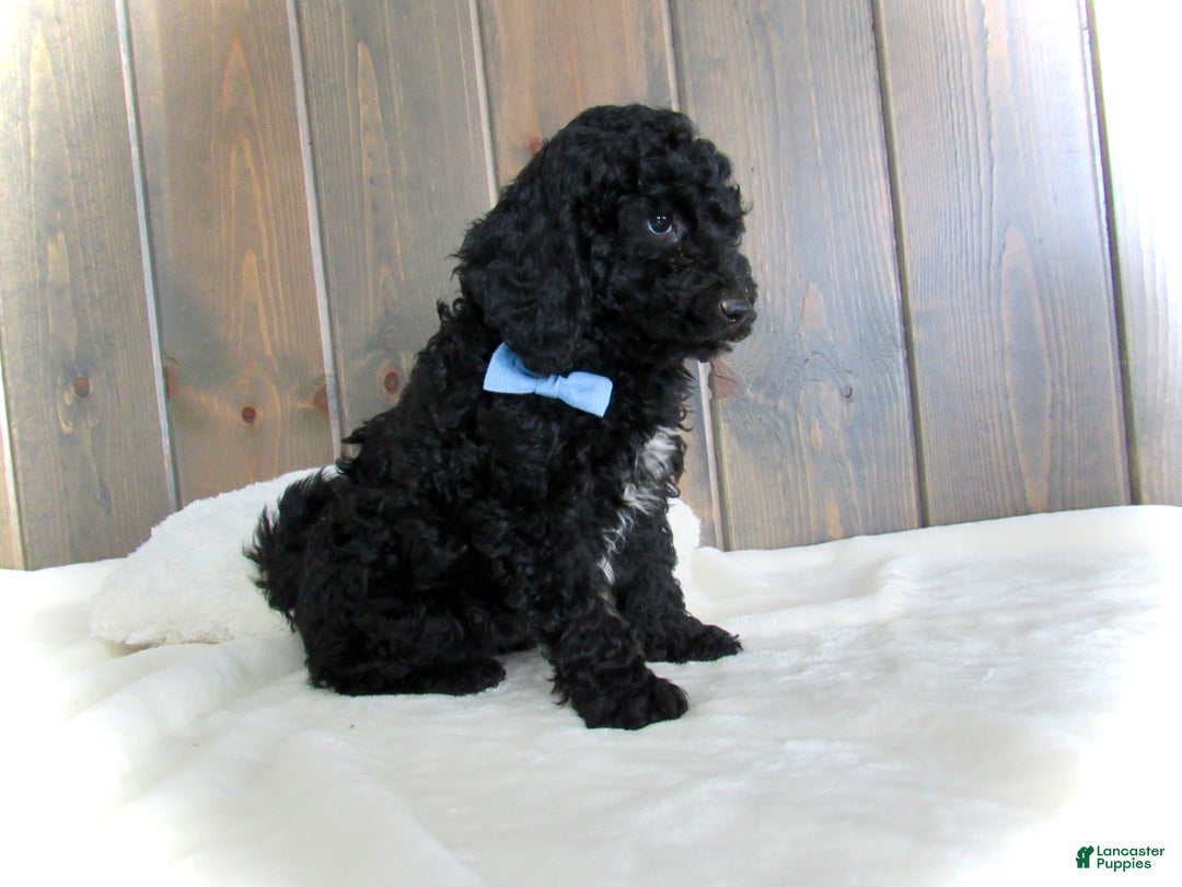 Mini Goldendoodle dogs for sale: Jordan - Ad 13