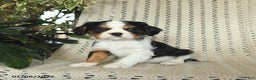 Cavalier King Charles Spaniel dogs for sale: Charlie - Ad 2