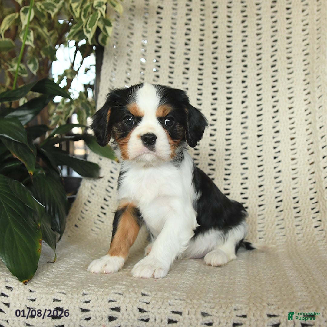 Cavalier King Charles Spaniel dogs for sale: Charlie - Ad 2
