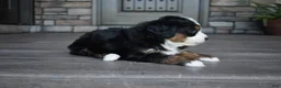 Mini Bernedoodle dogs for sale: Jodie - Ad 8
