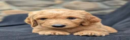 Goldendoodle dogs for sale: Rusty - Ad 5