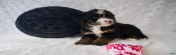 Mini Bernedoodle dogs for sale: Ms. Cookie - Ad 3