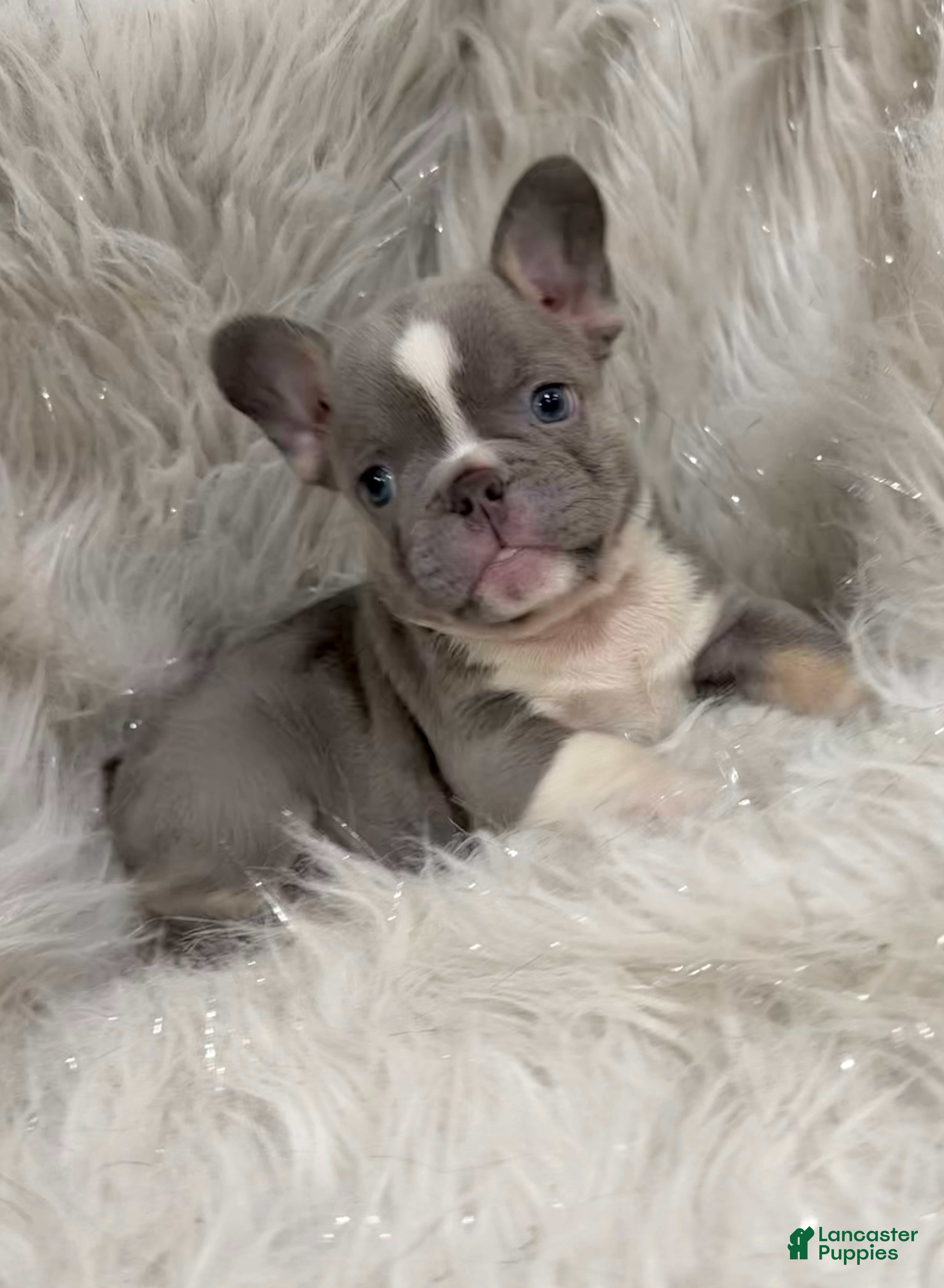 French Bulldog dogs French Bulldog Puppy 3 - Ad 2