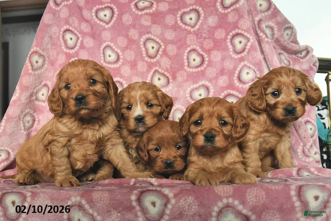 Cavapoo dogs for sale: Romeo  - Ad 5
