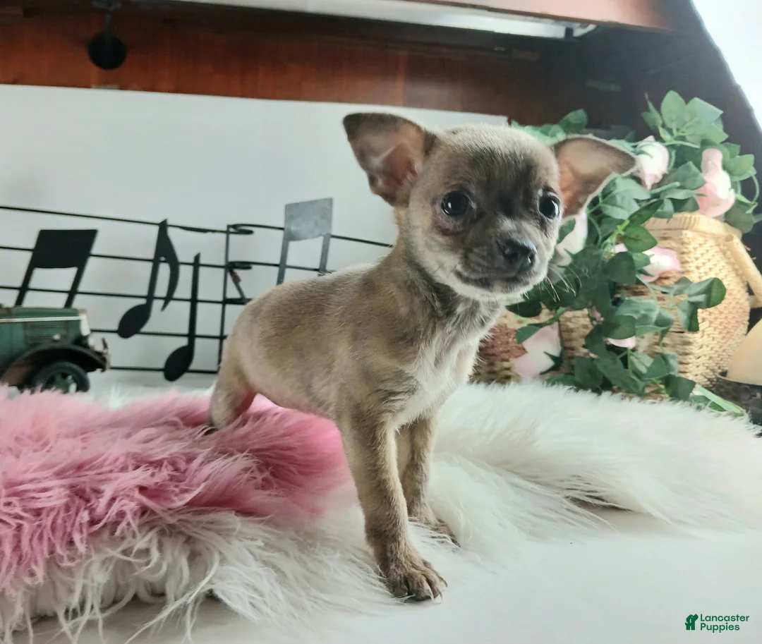 Chihuahua dogs for sale: Sparkles Brindle girl,  Nationwide delivery  - Ad 6
