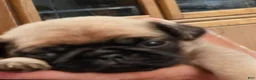 Pug dogs for sale: Pug 1 - Ad 2