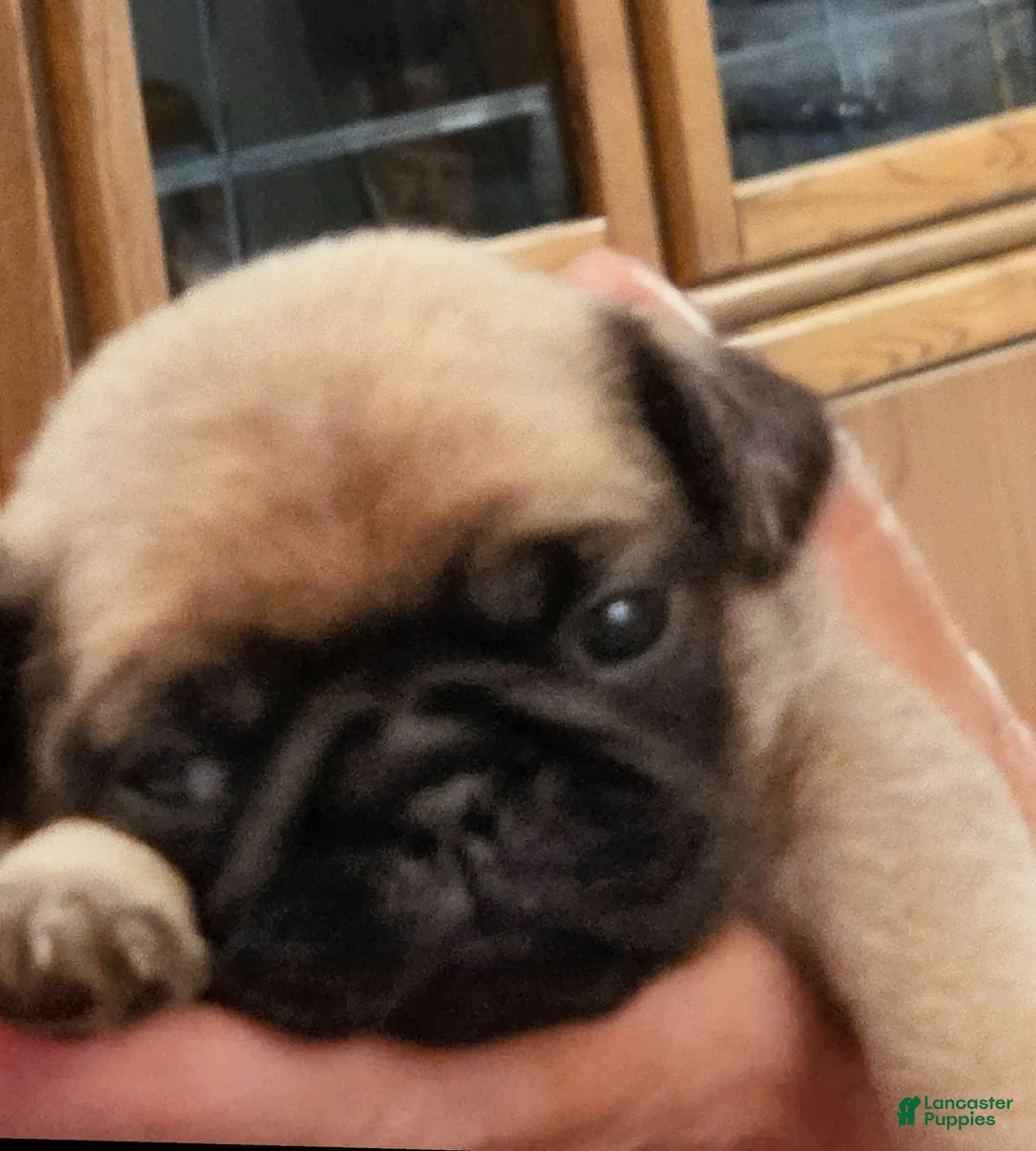 Pug dogs for sale: Pug 1 - Ad 2