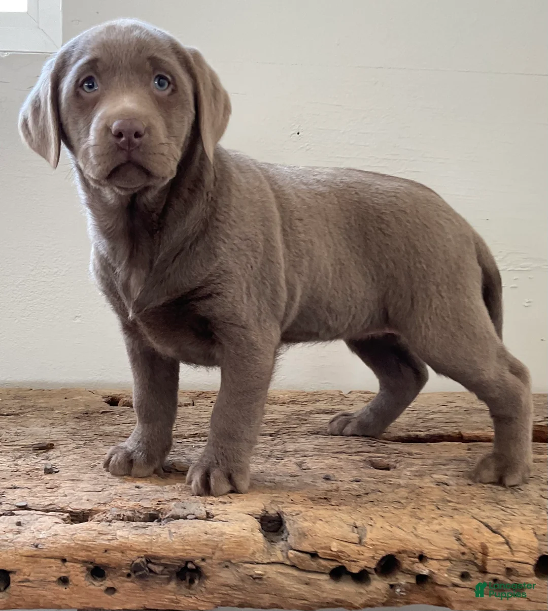 Labrador Retriever dogs for sale: Bella - Ad 2