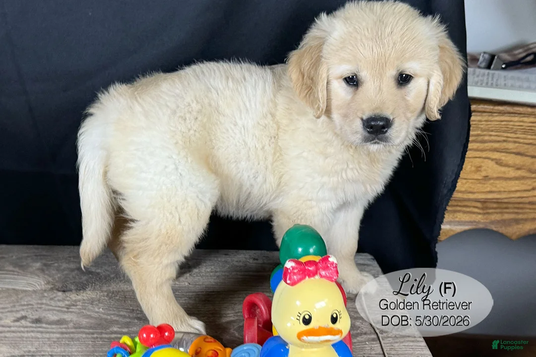 Golden Retriever dogs for sale: Lily - Ad 1