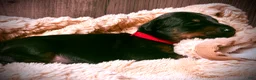 Doberman Pinscher dogs for sale: Ghost - Ad 10