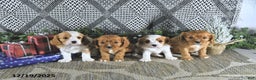Cavalier King Charles Spaniel dogs for sale: Ava  - Ad 2