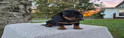 Miniature Dachshund dogs for sale: Peanut  - Ad 12