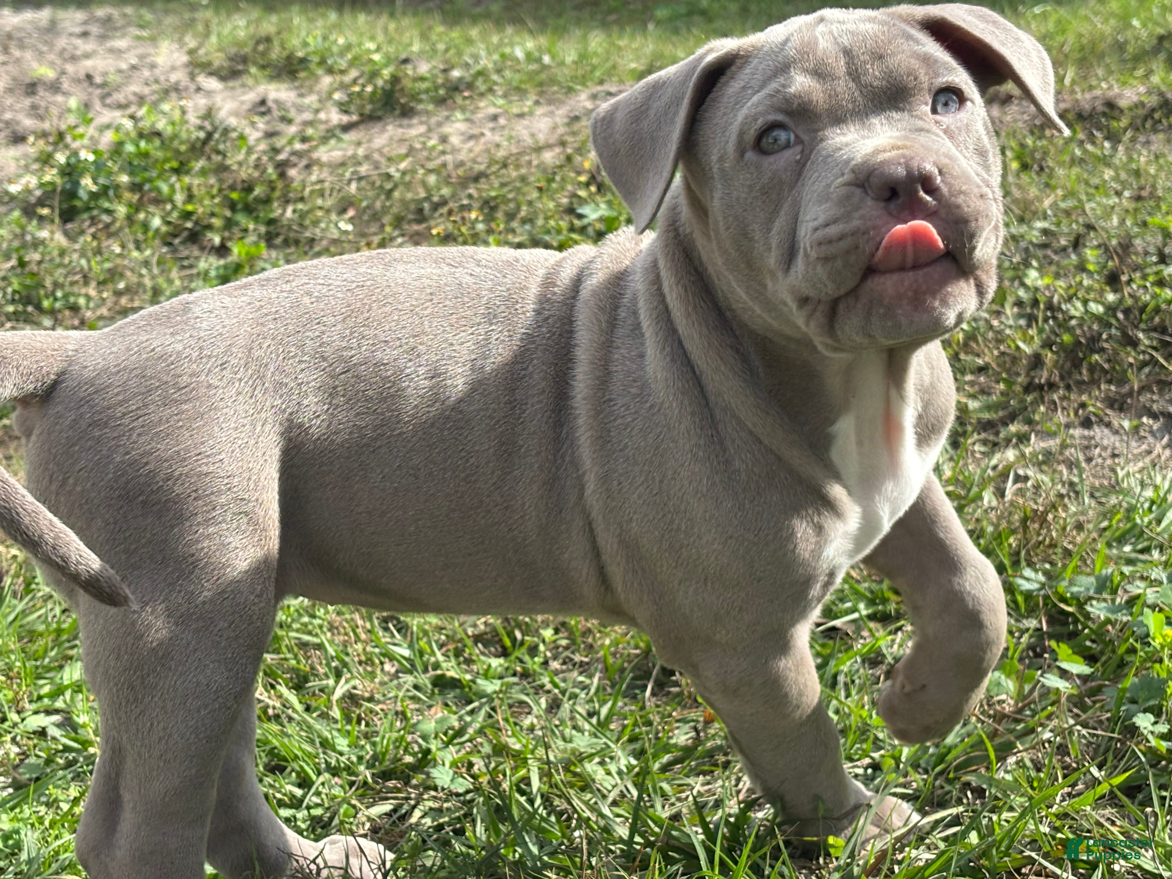 American Bully dogs NAIROBI The XL Bully - Ad 8