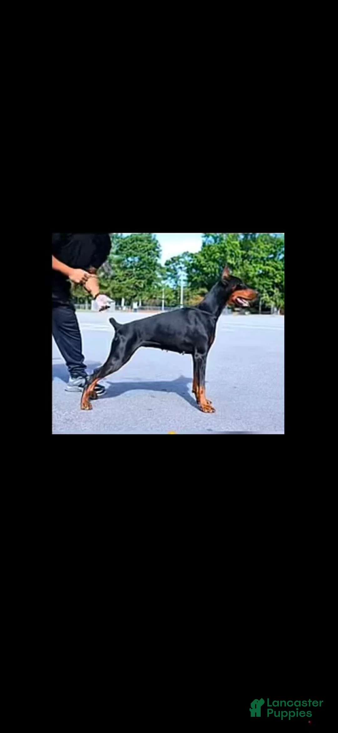 Doberman Pinscher dogs for sale: Doberman Pinscher Puppy Female - Ad 2