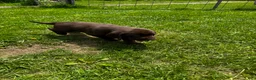 Labrador Retriever dogs for sale: Pascal - Ad 14