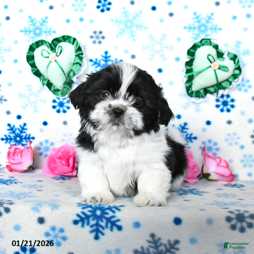 Shih Tzu dogs for sale: Leo - Ad 2
