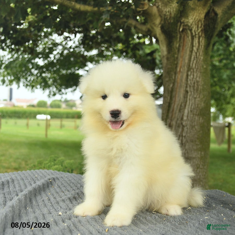 Samoyed dogs Shelton - Ad 2