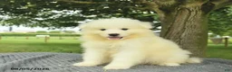 Samoyed dogs for sale: Sheldon - Ad 2