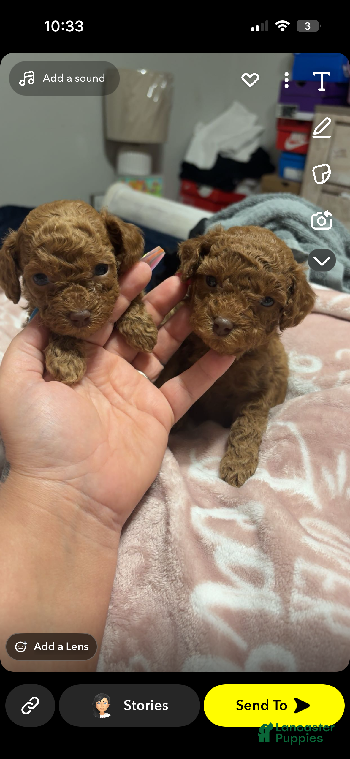 Toy Poodle dogs Toy Poodle Puppy 5 - Ad 34