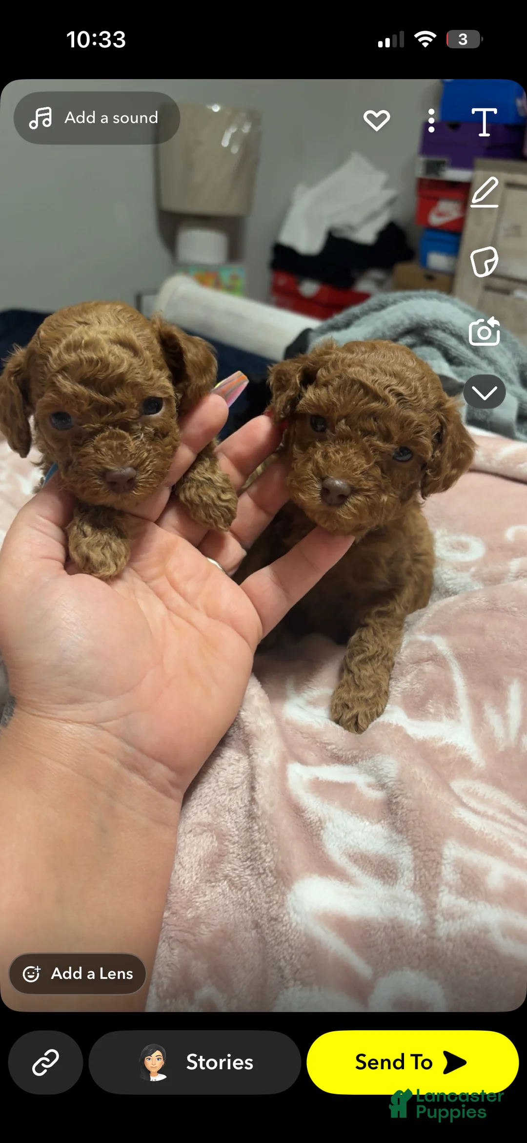Toy Poodle dogs for sale: Toy Poodle Puppy 5 - Ad 1