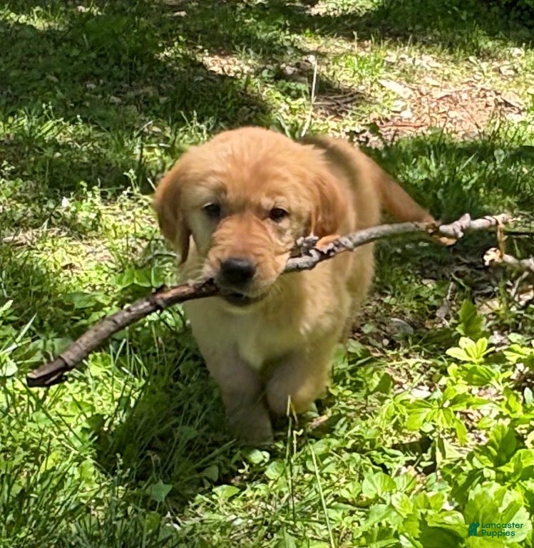 Golden Retriever dogs Golden Retriever “Teddy” - Ad 1