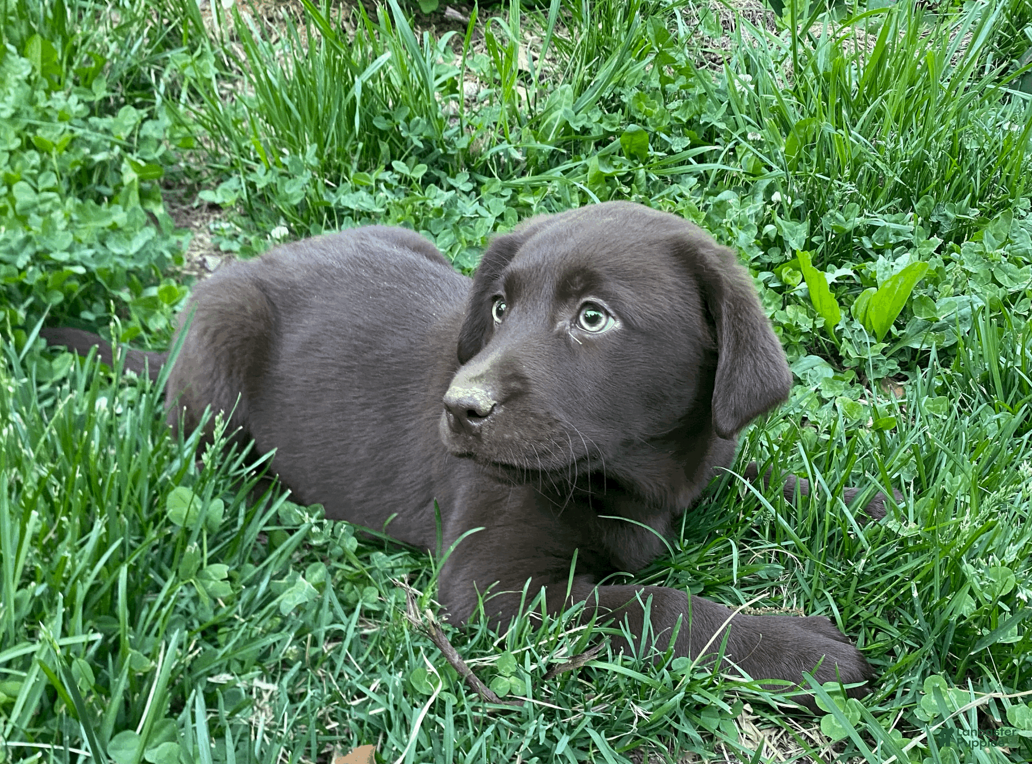 Labrador Retriever dogs Labrador Retriever Puppy 1 - Ad 2