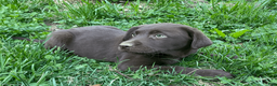 Labrador Retriever dogs for sale: Labrador Retriever Puppy 1 - Ad 2