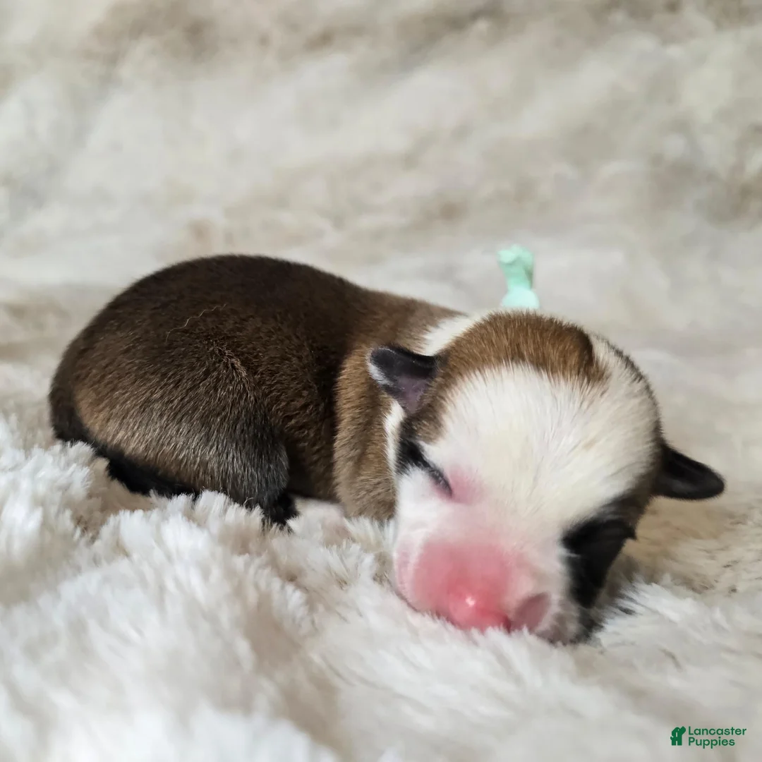 Welsh Corgi Pembroke dogs for sale: Titus AKC Male - Ad 1