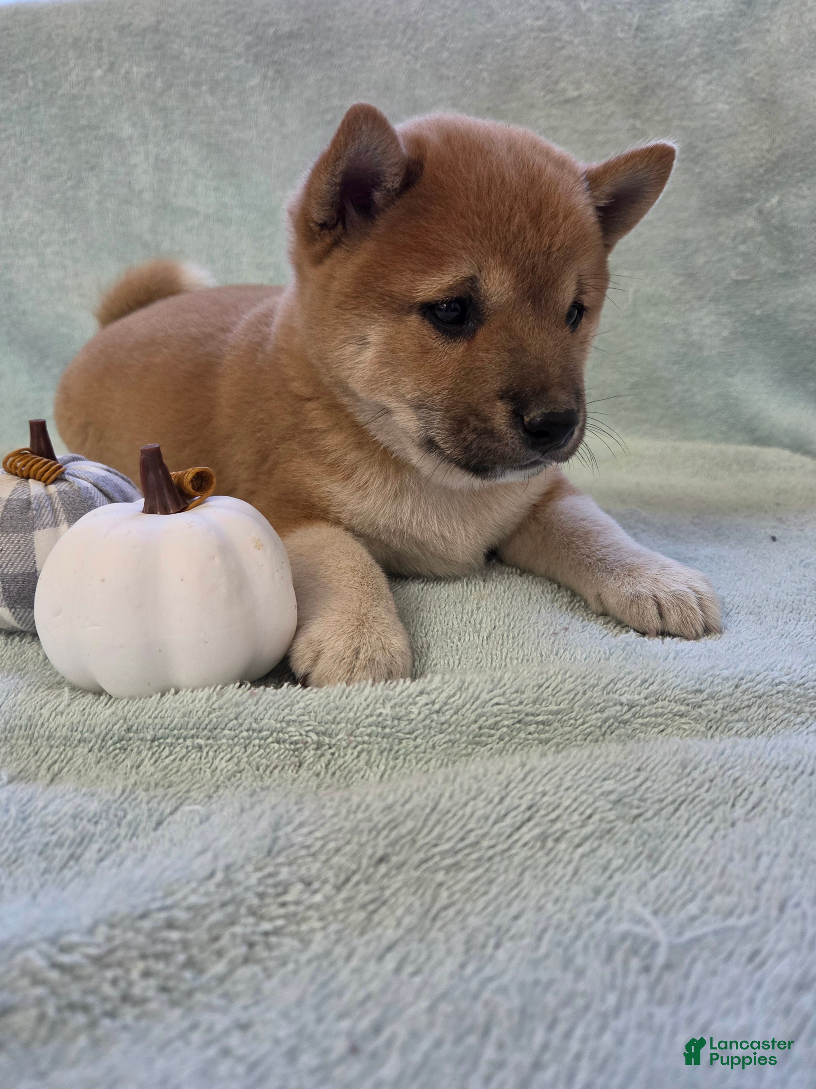 Shiba Inu dogs for sale: Cinnamon - Ad 2