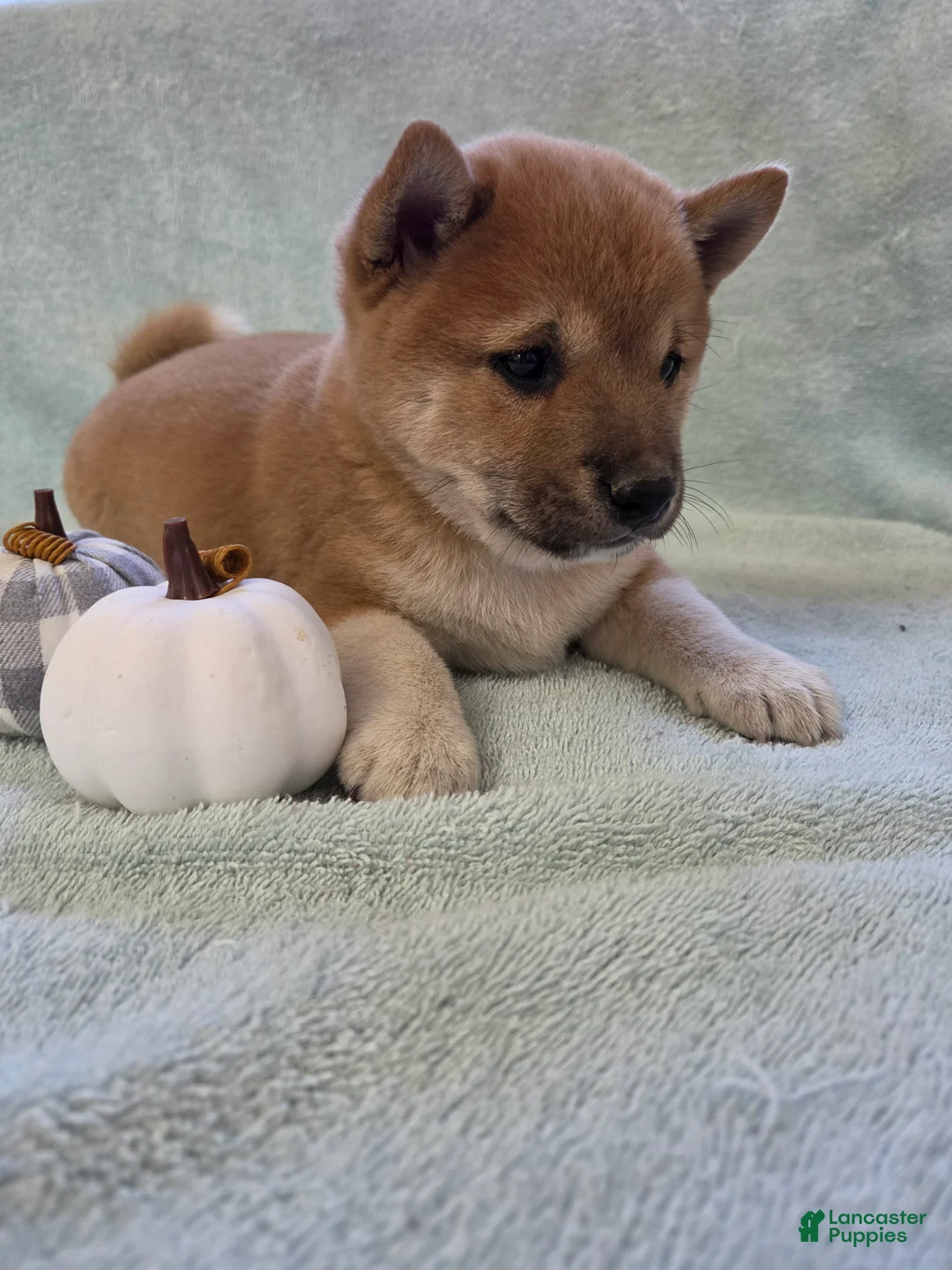 Shiba Inu dogs for sale: Cinnamon - Ad 2