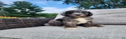 Mini Sheepadoodle dogs for sale: Comet - Ad 9