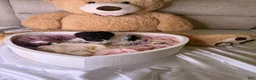 Cockapoo dogs for sale: Khloé - Ad 8