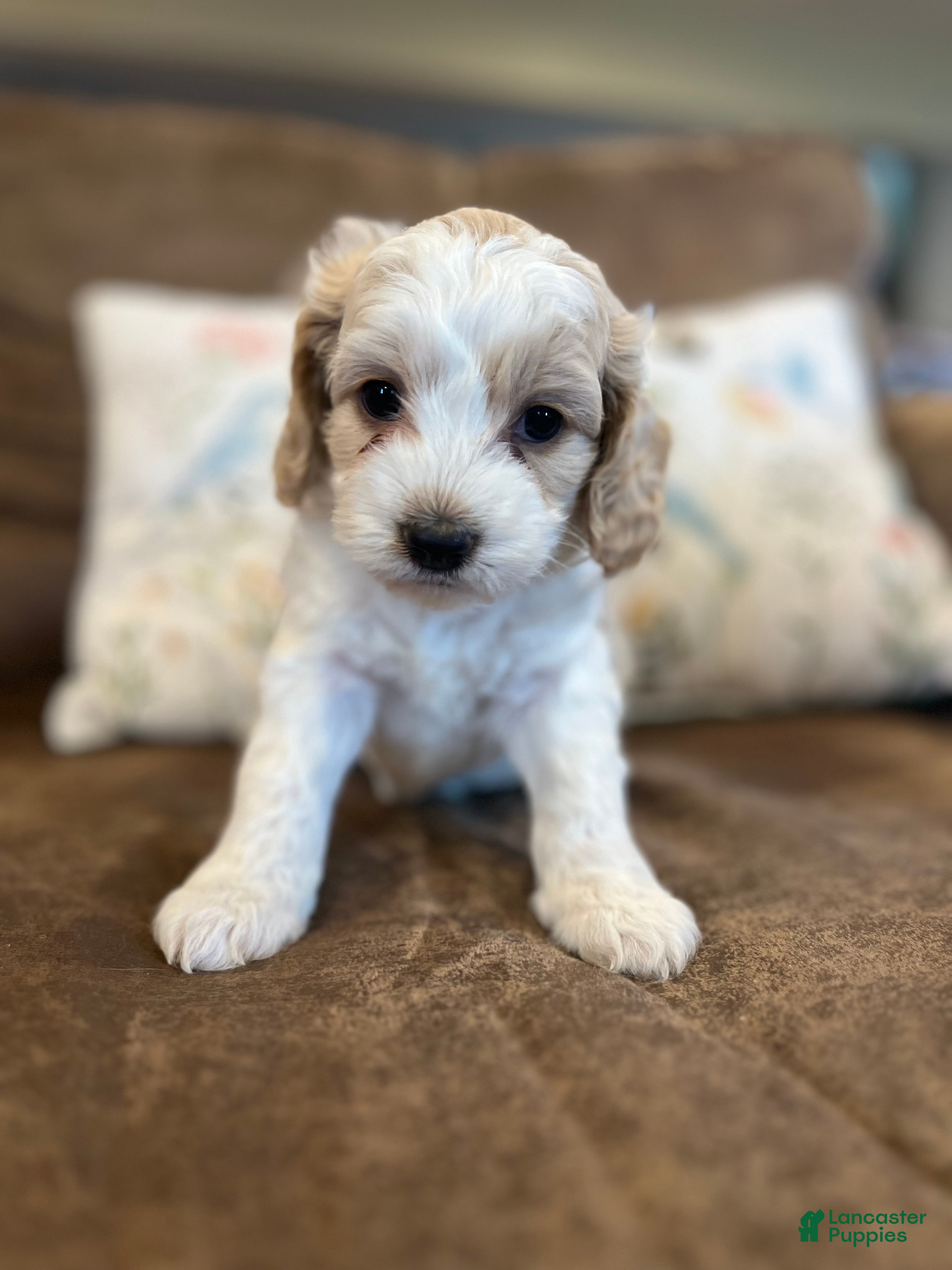 Cockapoo dogs Buff and white boy/black nose  - Ad 3