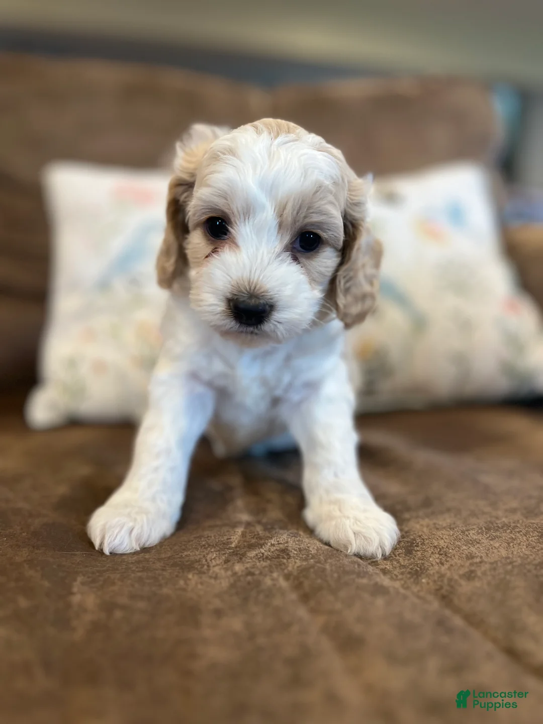 Cockapoo dogs for sale: Buff and white boy/black nose  - Ad 1