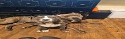 American Pit Bull Terrier dogs for sale: American Pit Bull Terrier 1 - Ad 5