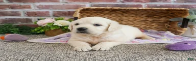 Tallulah
