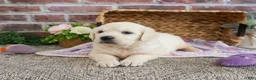 Golden Retriever dogs for sale: Tallulah - Ad 5