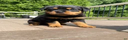 Rottweiler dogs for sale: Hazel - Ad 4